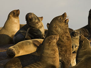 Cape Town Boat Tours - boat trips around Cape Town - whale watching / shark encounters / high speed boat adventures