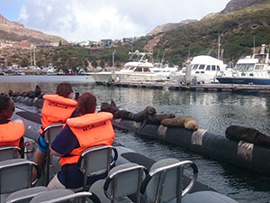 Cape Town Boat Tours - boat trips around Cape Town - whale watching / shark encounters / high speed boat adventures