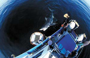 Cape Town Boat Tours - boat trips around Cape Town - whale watching / shark encounters / high speed boat adventures