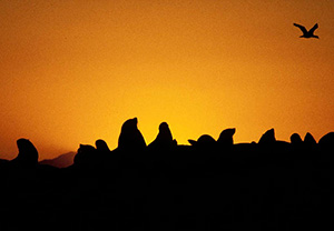 Cape Town Boat Tours - boat trips around Cape Town - whale watching / shark encounters / high speed boat adventures
