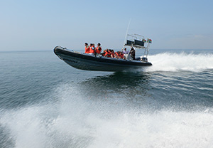 Cape Town Boat Tours - boat trips around Cape Town - whale watching / shark encounters / high speed boat adventures